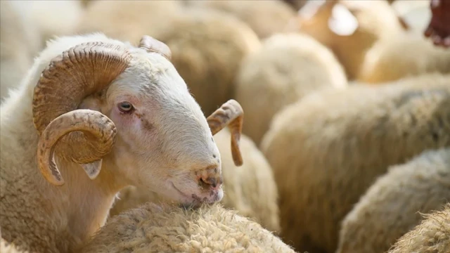 Kurban Bayramı’nda dengeli beslenme: Lezzetin ve sağlığın dengesini kurmak Mümkün